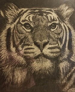 Tiger 3- charcoal